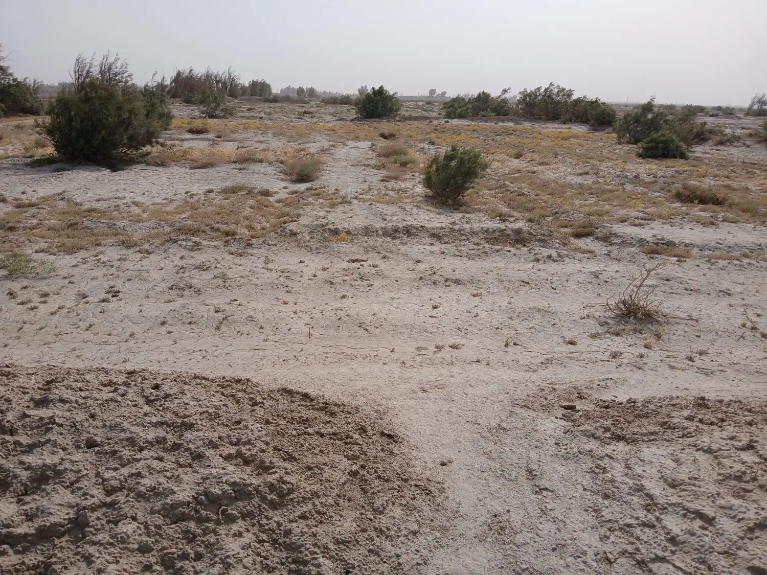 زمین کشاورزی