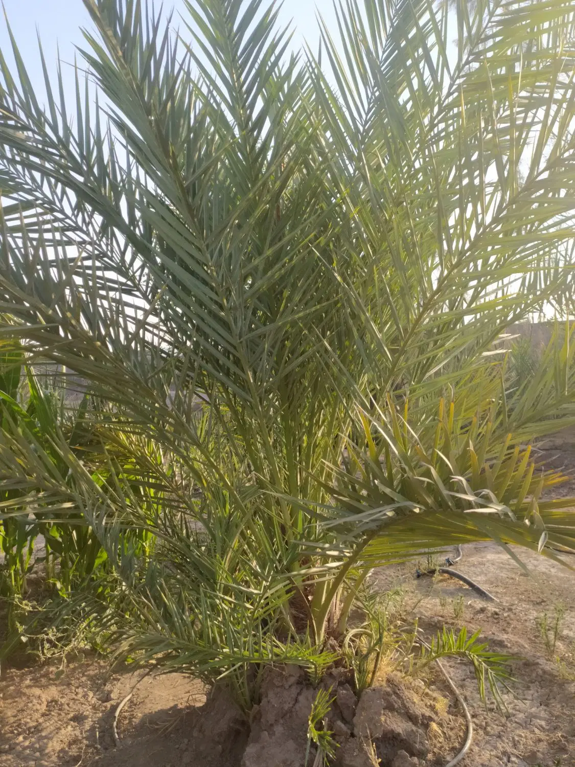 خانه باغ
