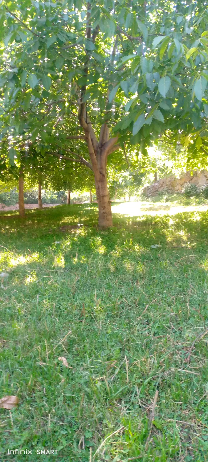 باغ گردو درعنصرود