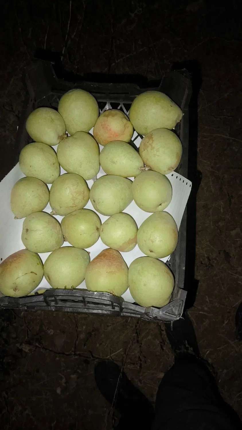 فروش باغ گلابی
