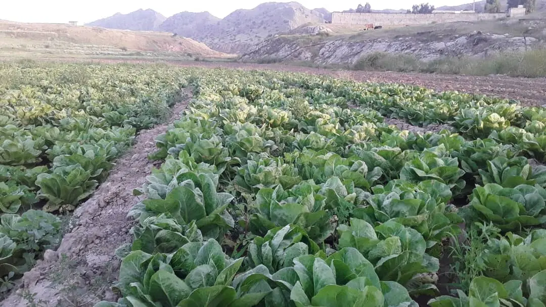 زمین فروشی