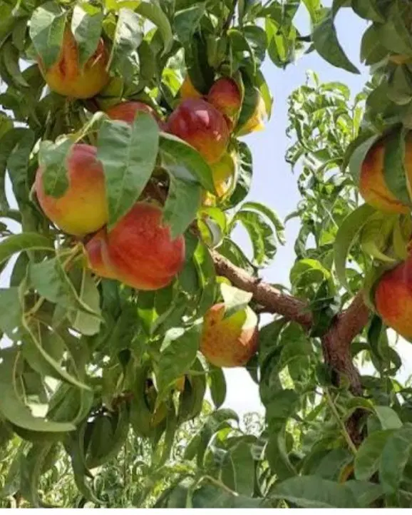 باغ بهرجاده