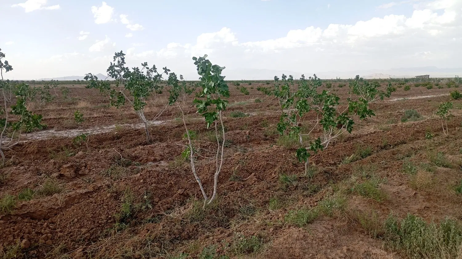 12ساعت آب چاه موتور با 35000متر زمین پسته