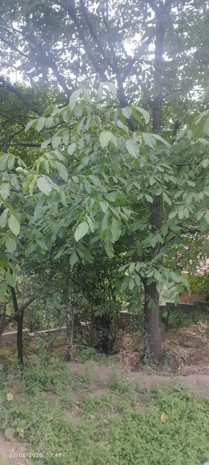 زمین جاده چالوس