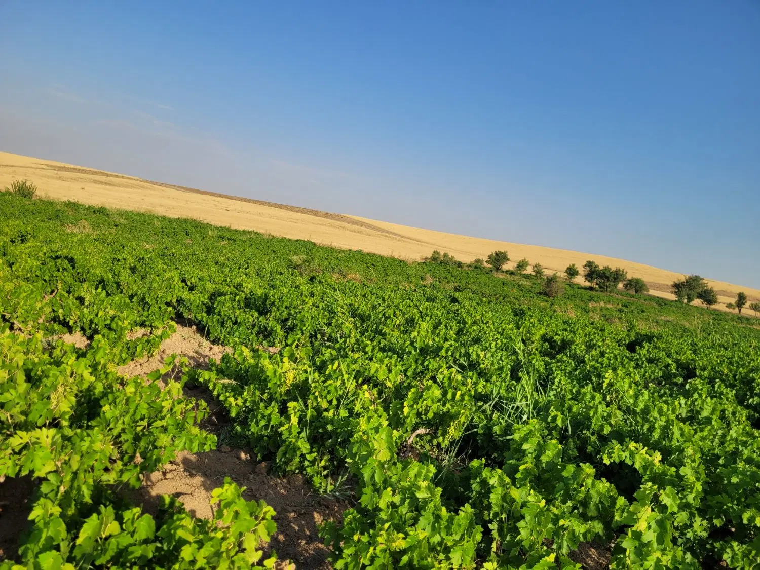 فروش زمین