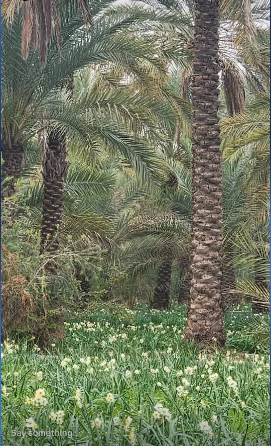 زمین باغی جاده لاسبید