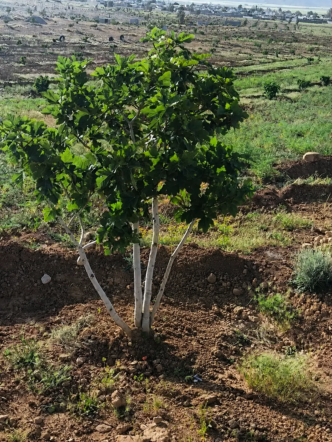 باغ انجیر +خانه