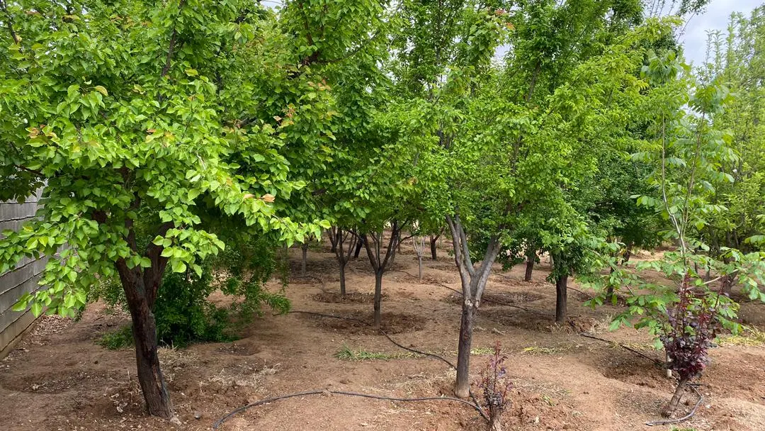 فروش زمین باغی