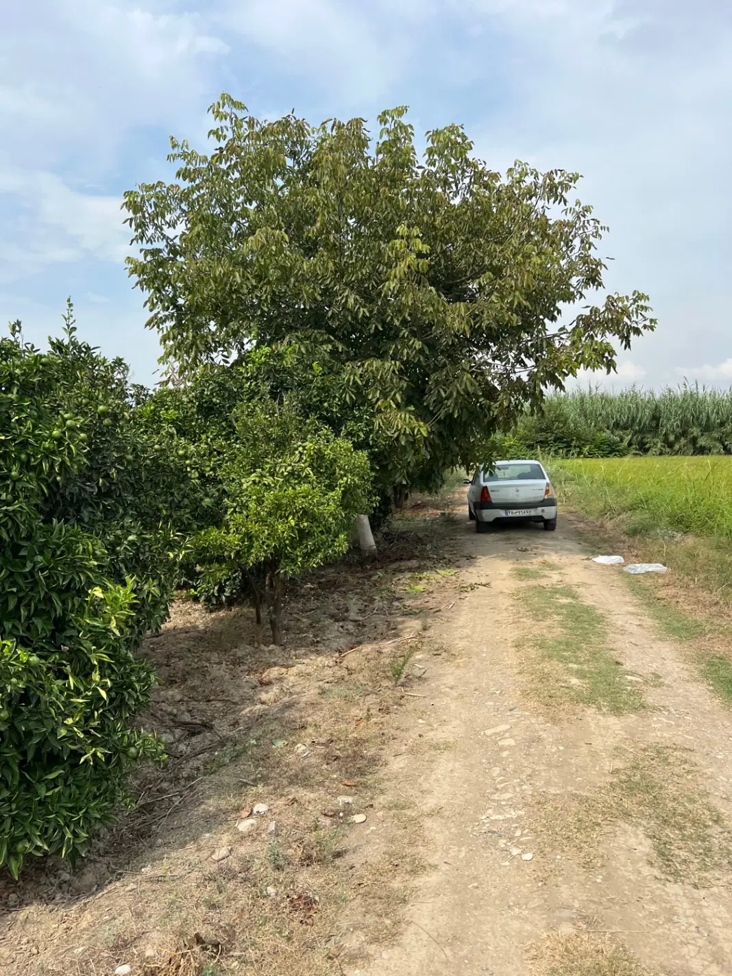 فروش ۵۰۰۰ متر باغ مرکبات ۱۵ ساله با محصول