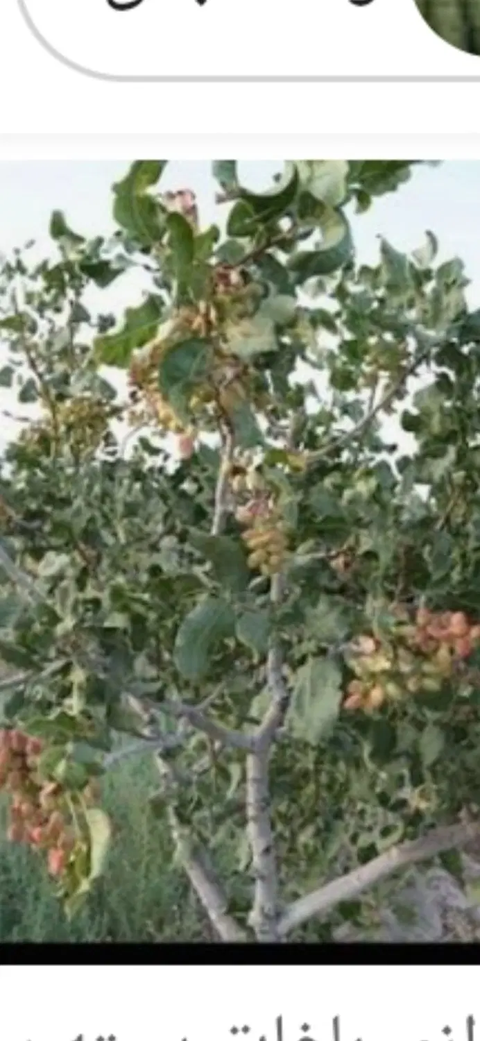 اجاره باغ پسته درشهرستان نهبندان