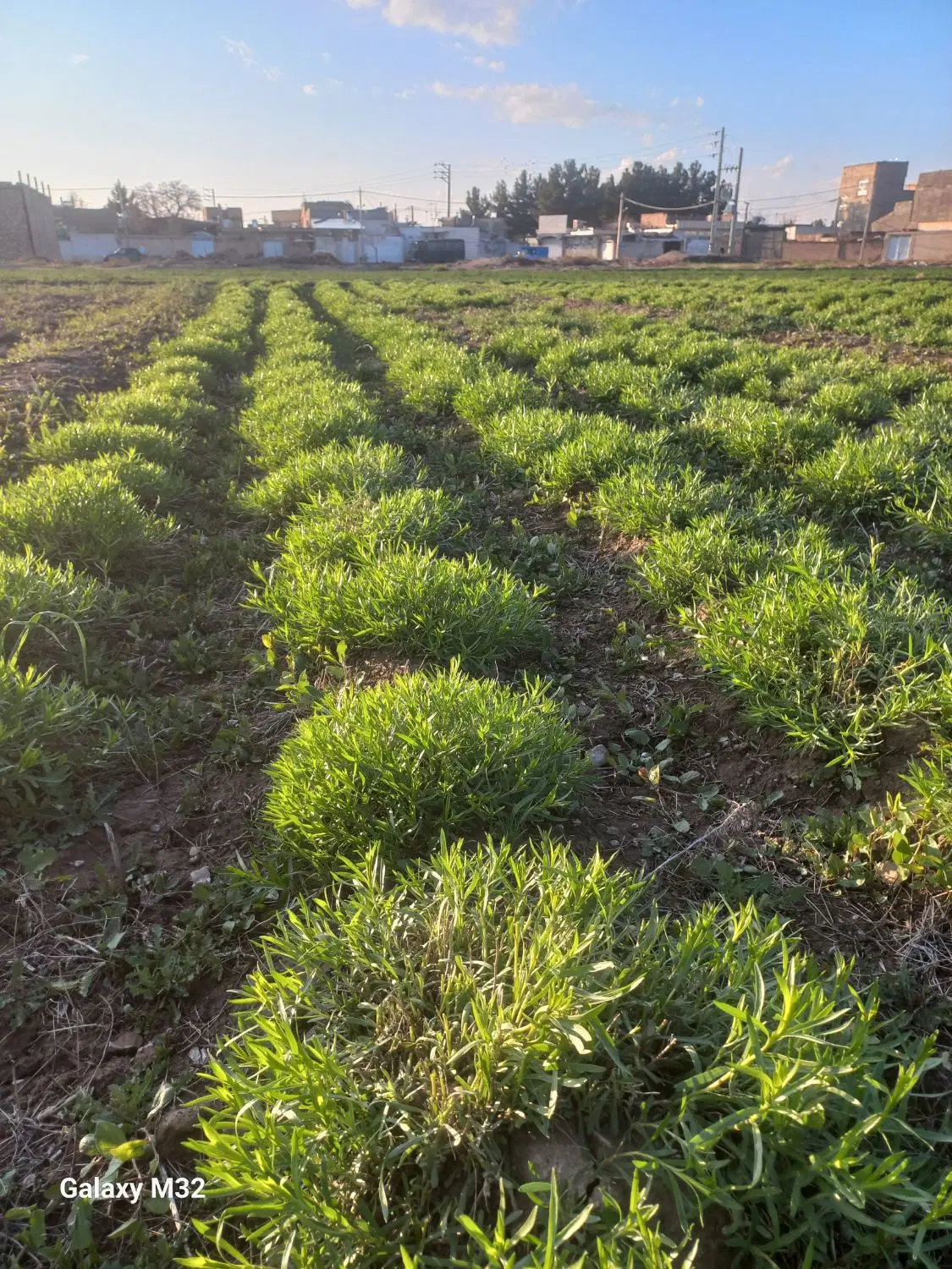 زمین کشاورزی اجاره