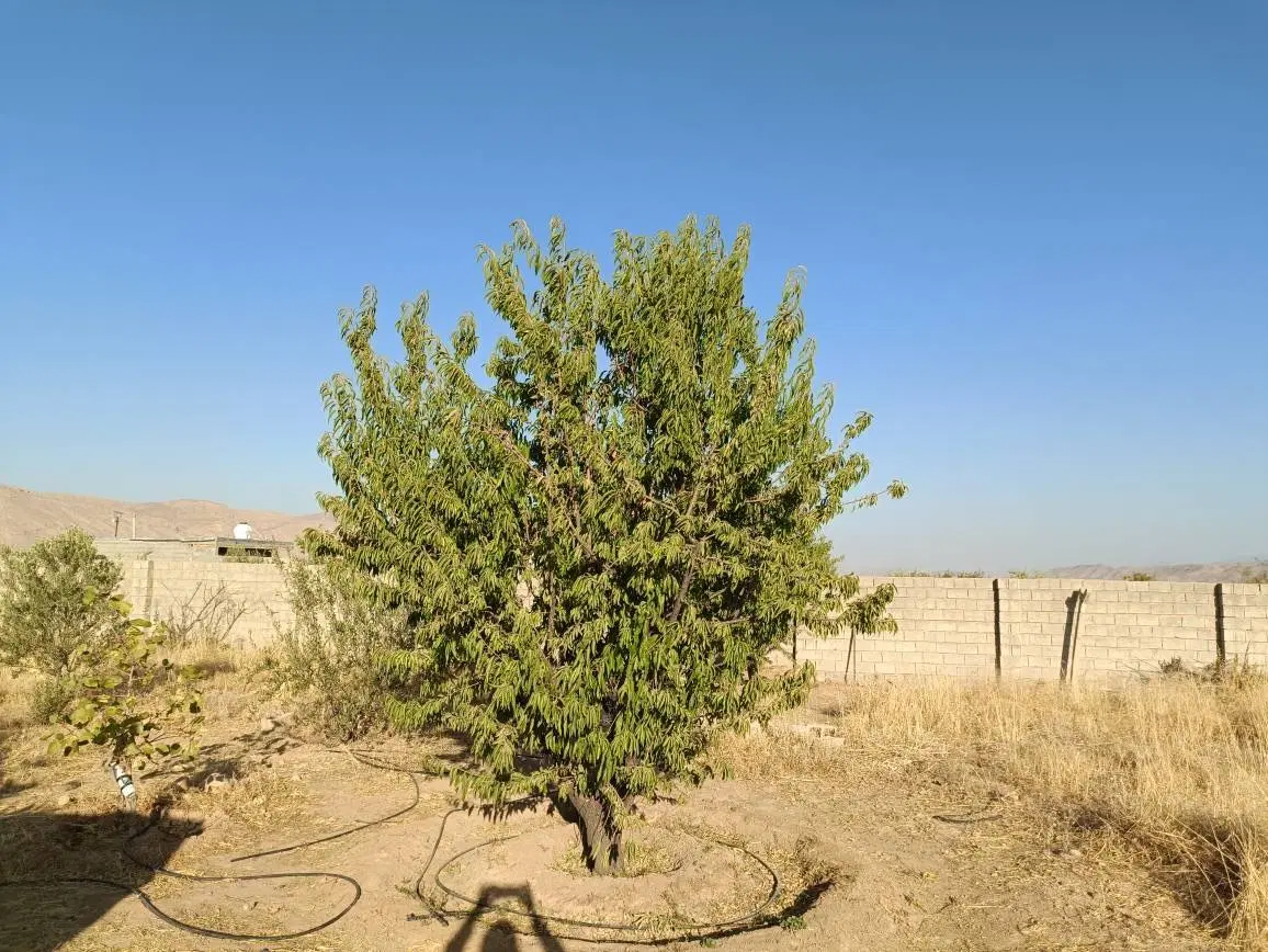 فروش باغ باغشهری به متراژ دلخواه ( قیمت توافقی)