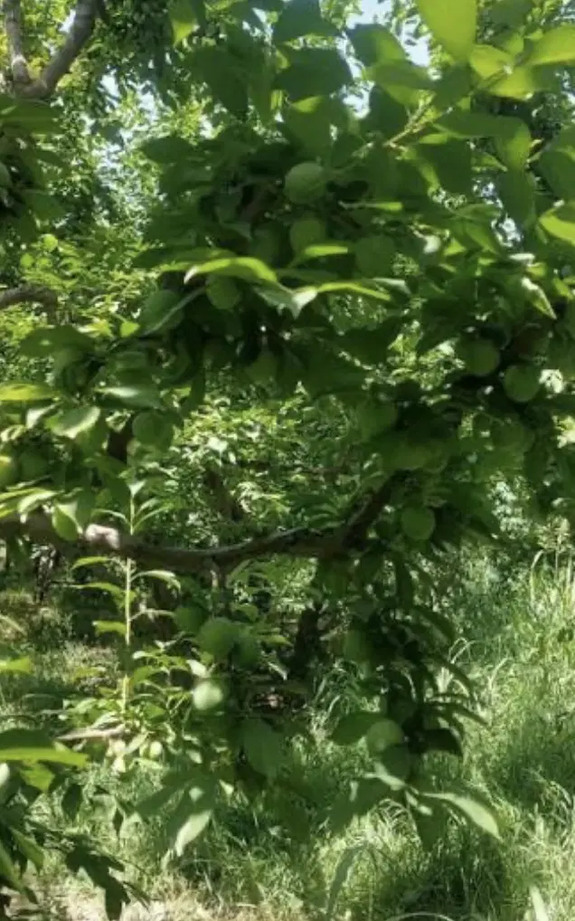 باغ ۵۶۴ متری در منجیل اباد