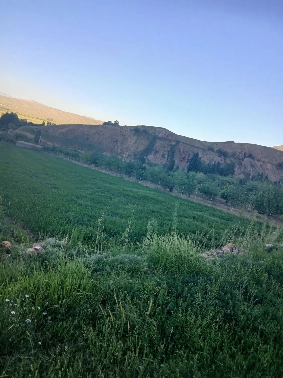 یونجه