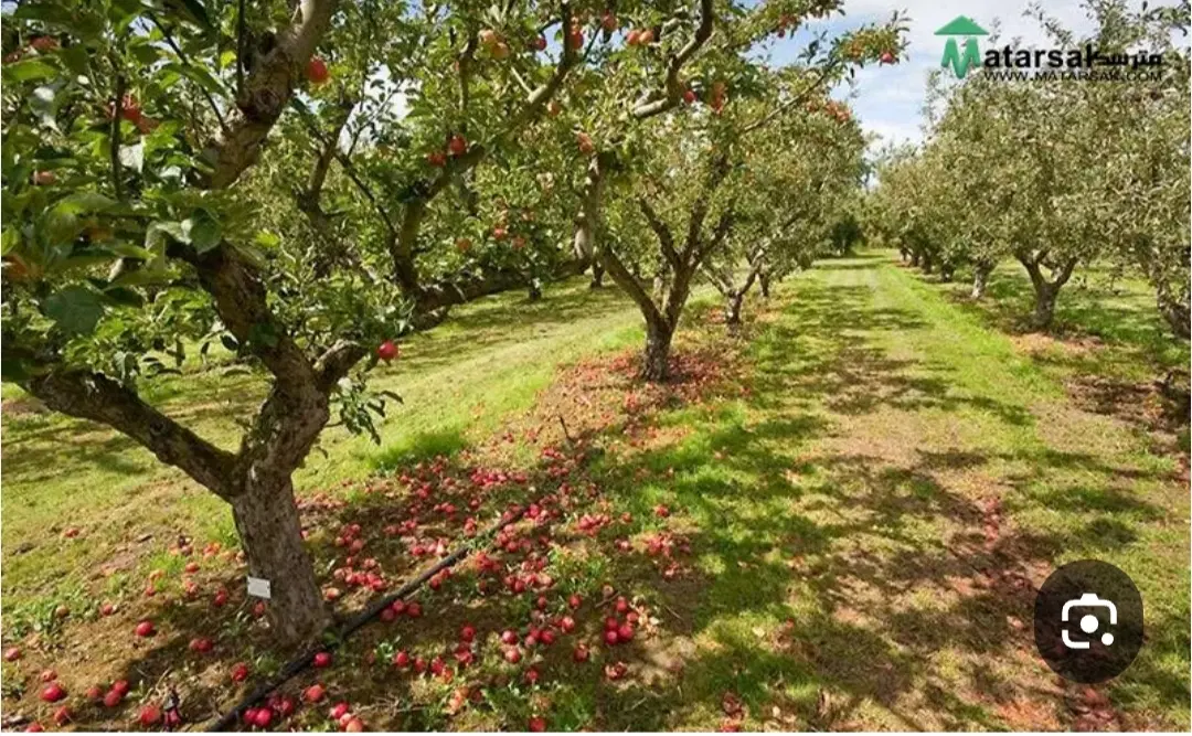 باغ میوه