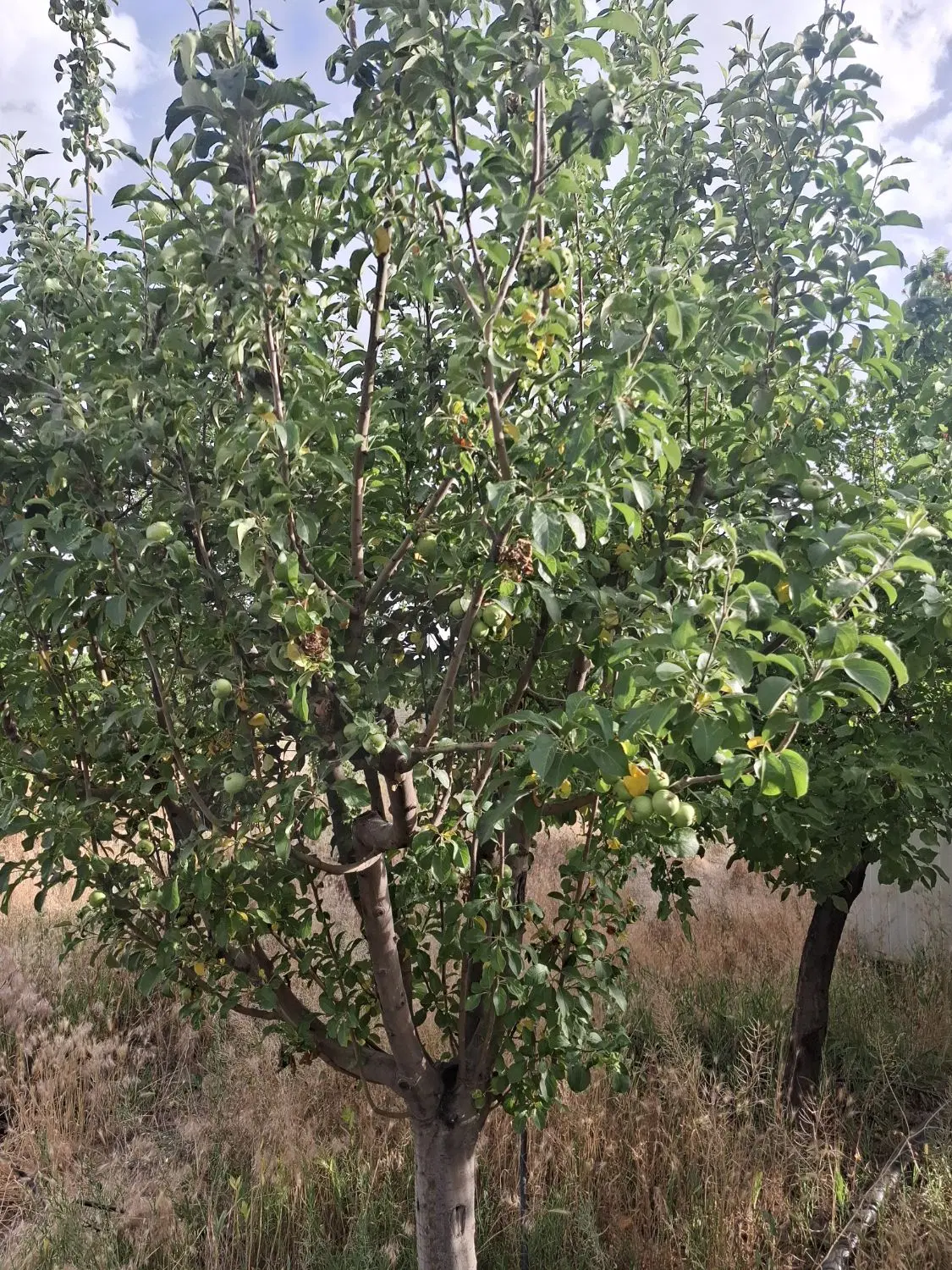 ویلایی ۱۰۰۰متری در بهترین جای گلمکان.مجتمع ویلایی