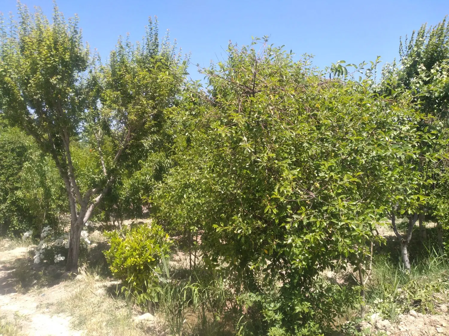 باغچه فردوسیه شهریار