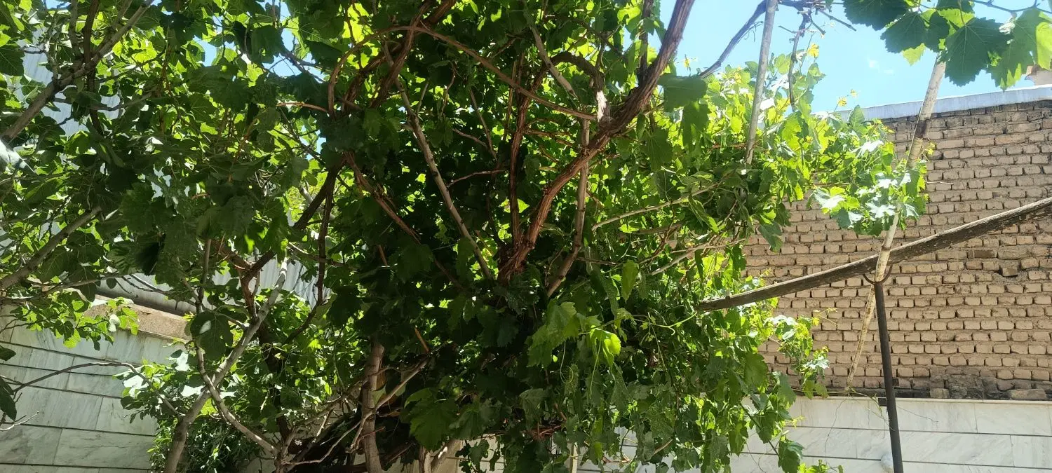 اجاره واحد مسکونی