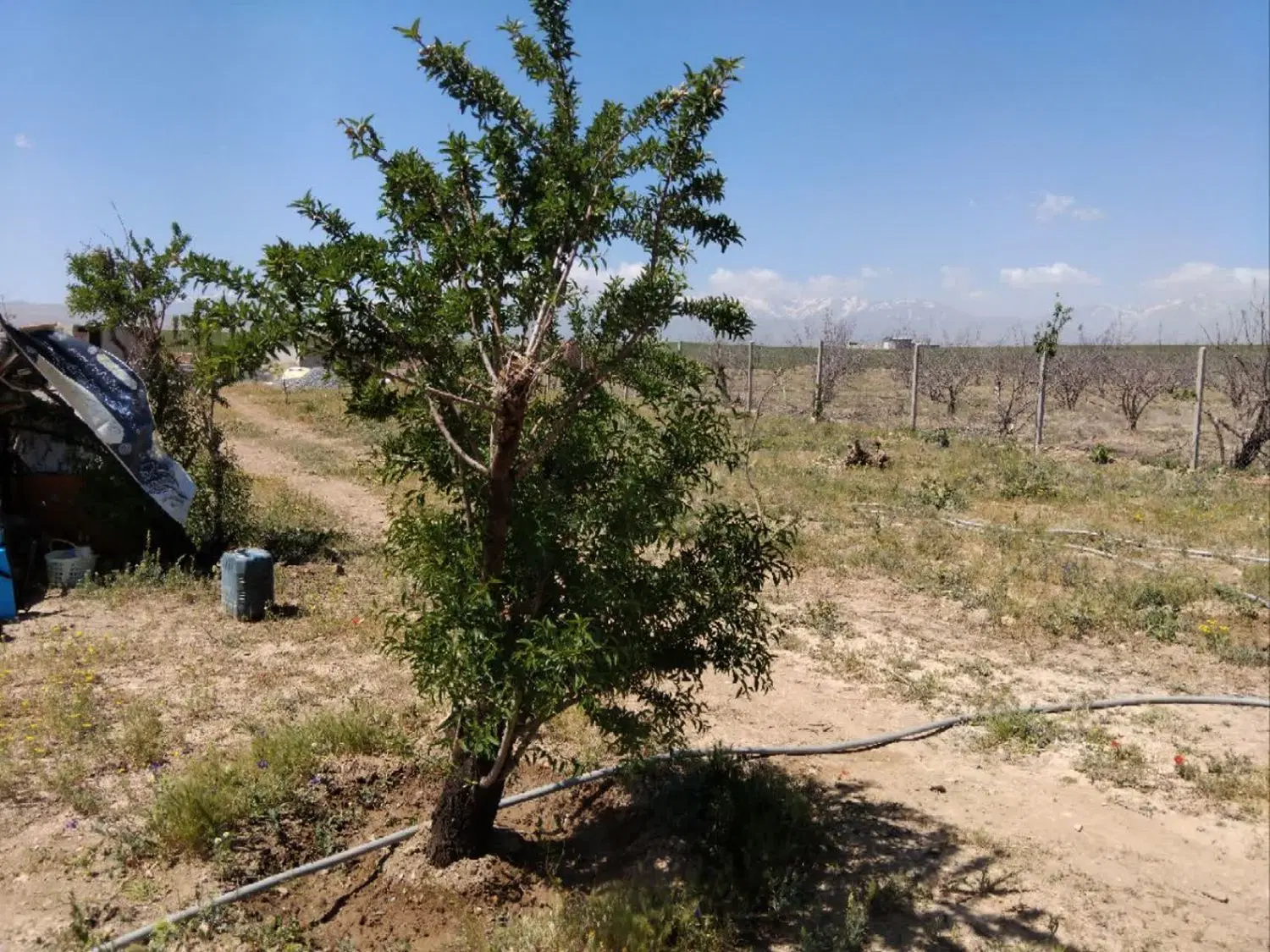 فروش باغ ۱۵۰۰ متری  روستا یکانه
