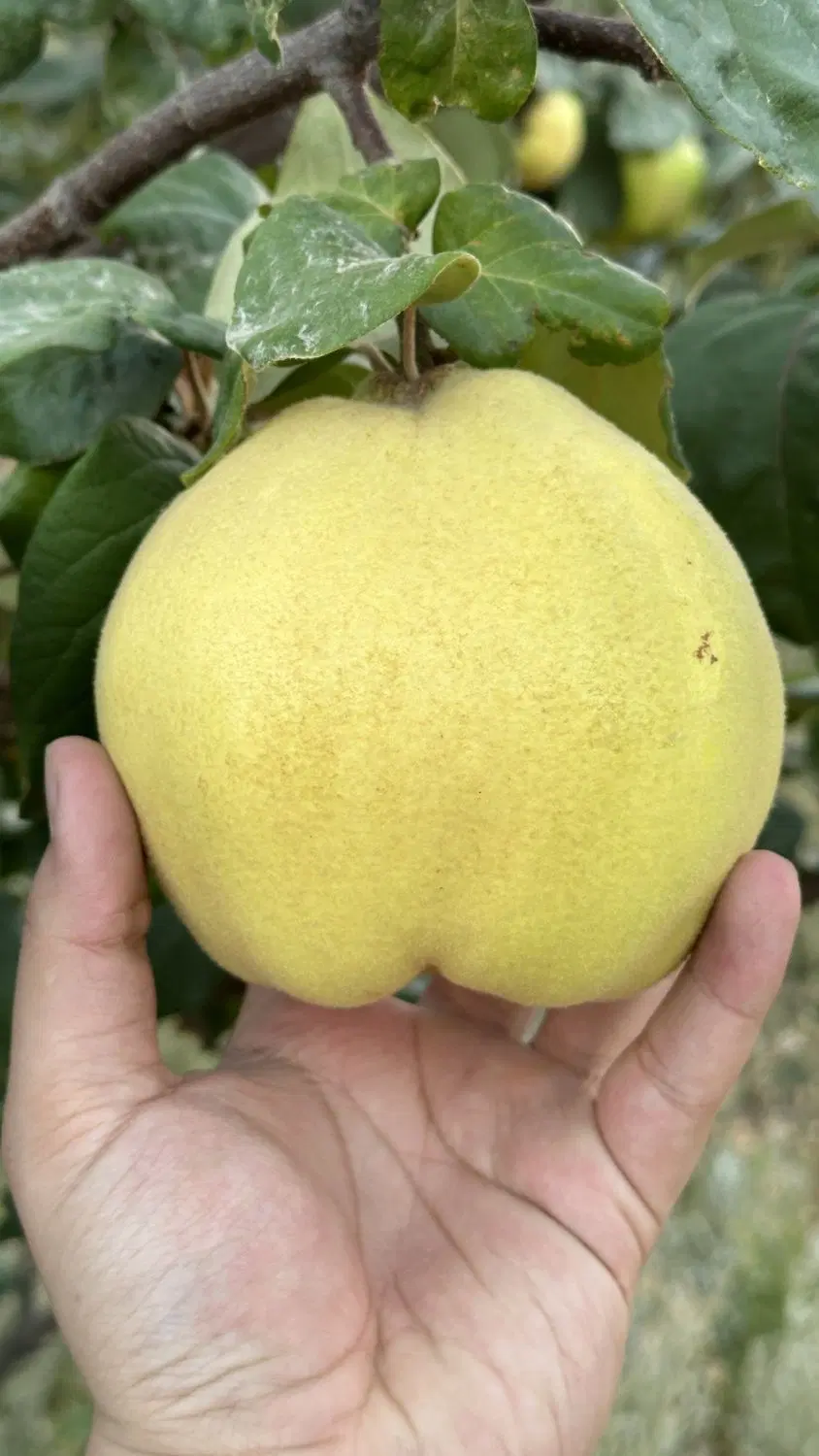 باغ سیب و به