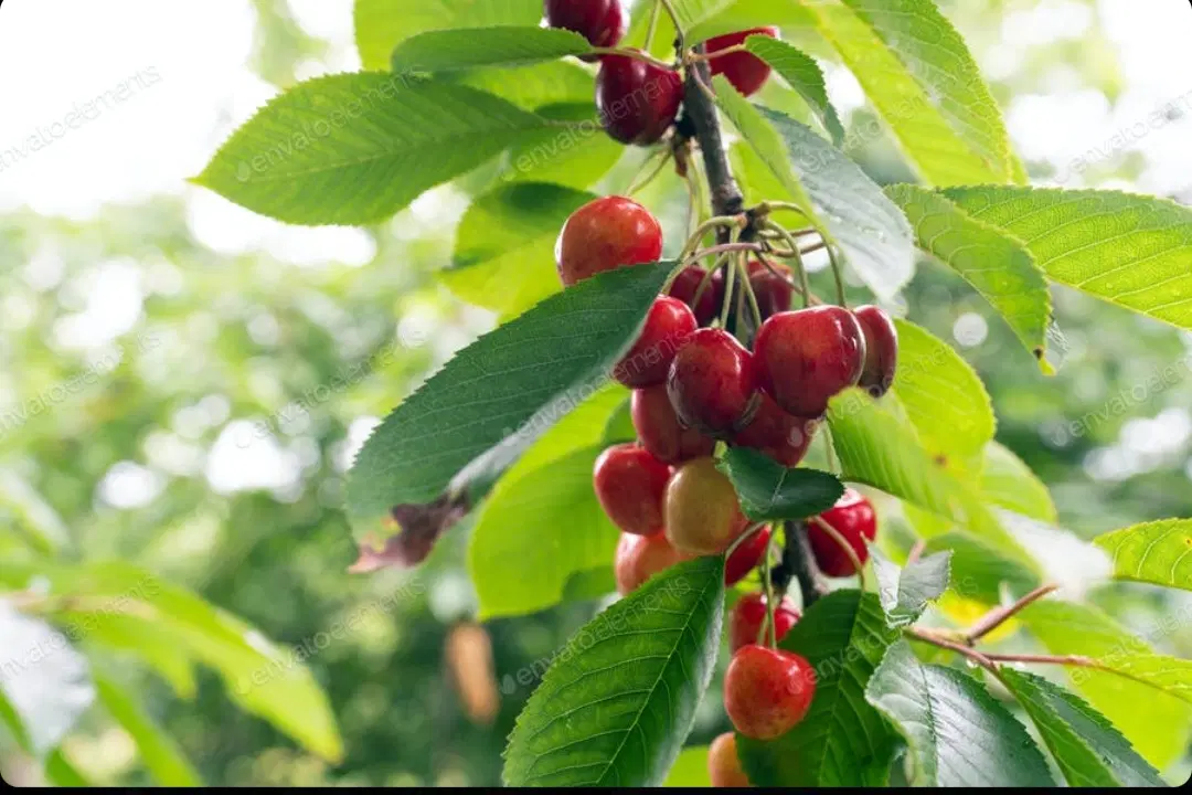 فروش باغ ویلا