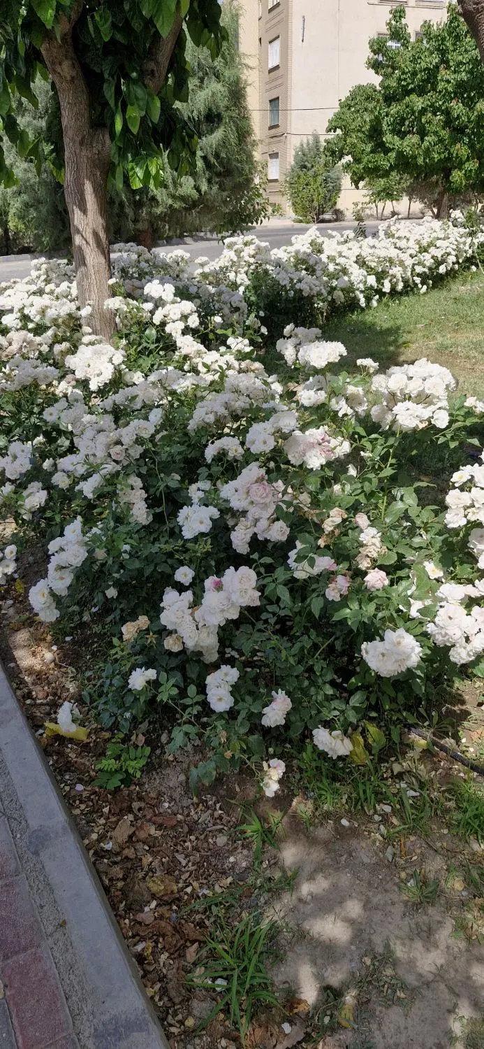 فروش چند قطعه زمین