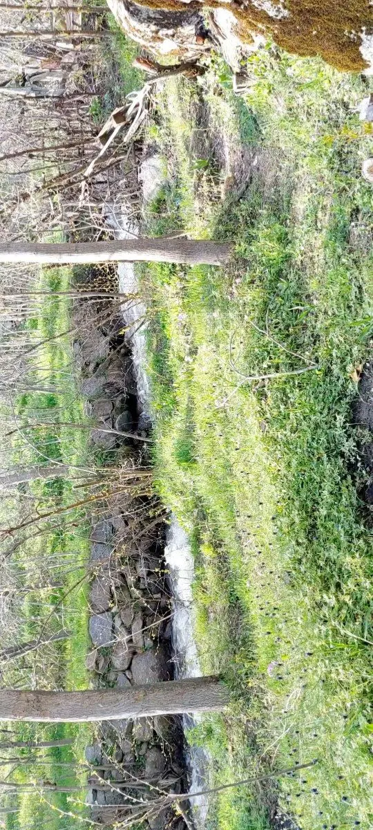 باغ در سرکان