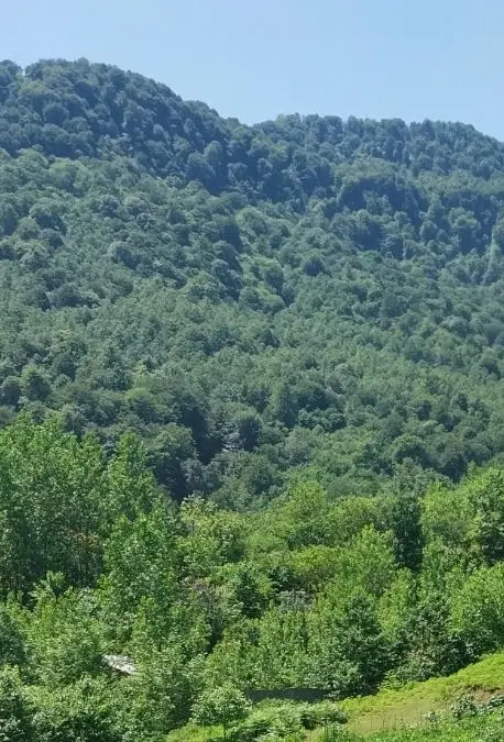زمین۲هزارمتری جنگلی ویودار
