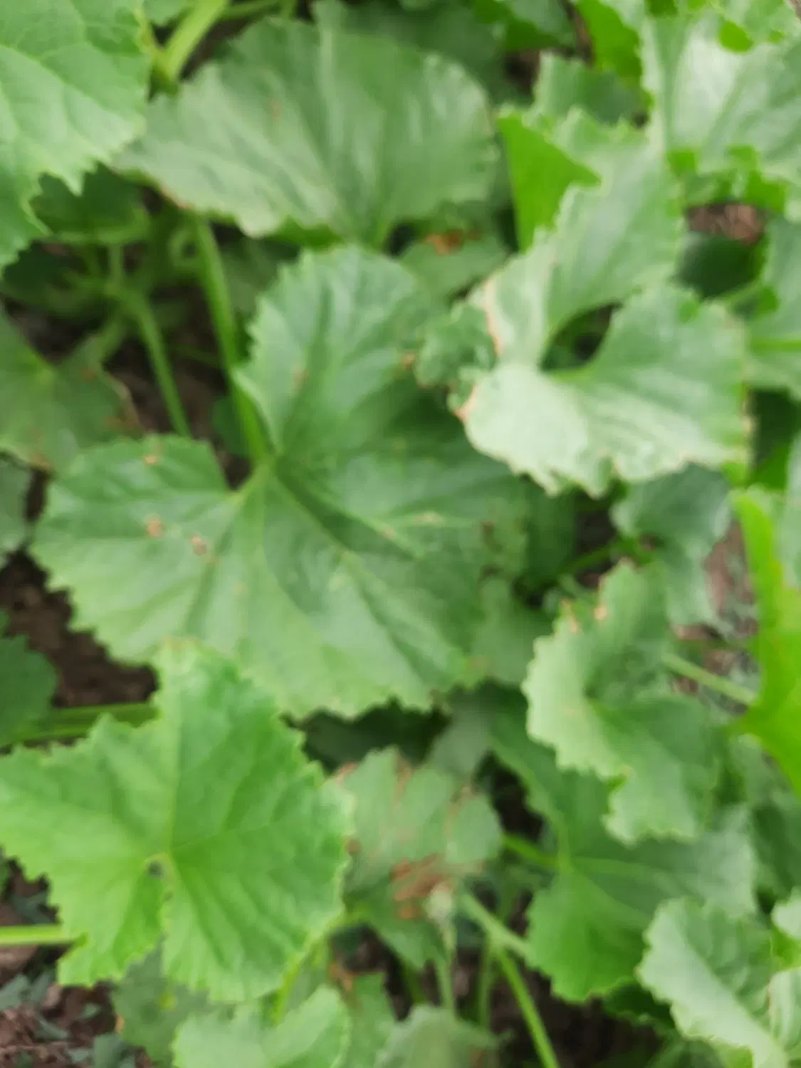 زمین کشاورزی یک هکتار