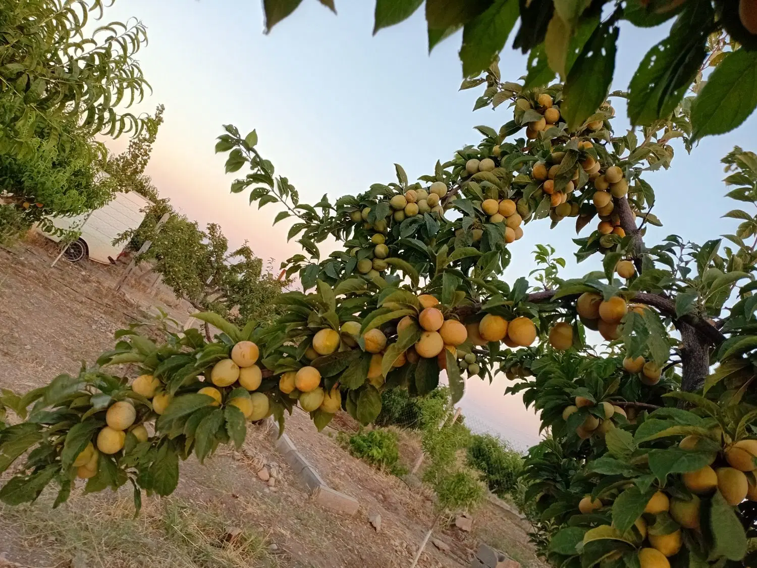 فروش باغچه ۱۳۰۰ متری