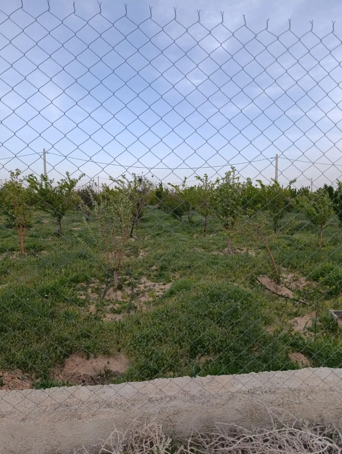 باغ وباغچه