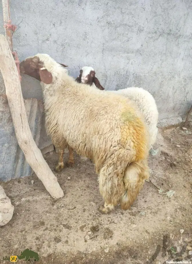 دامداری میدان دام شیراز