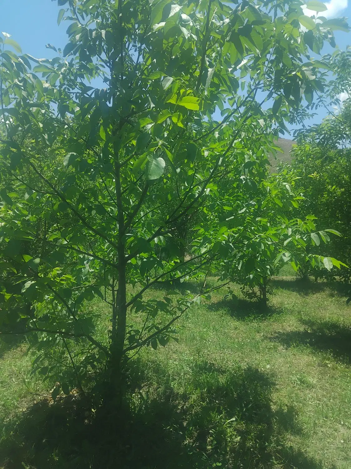 باغ فروشی روستای زیبا و گردشگردی خمده