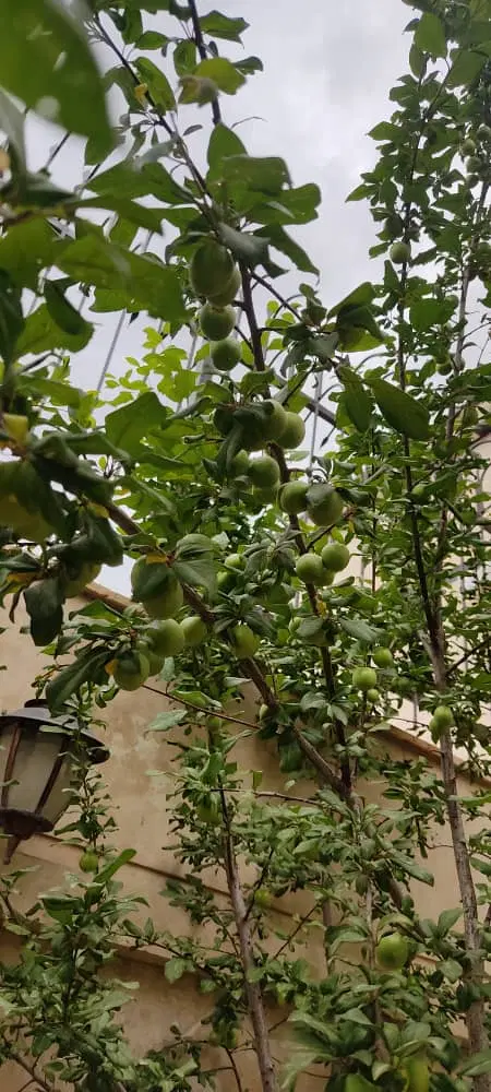 یک دانگ سهم دارم ازخانه.میفروشم