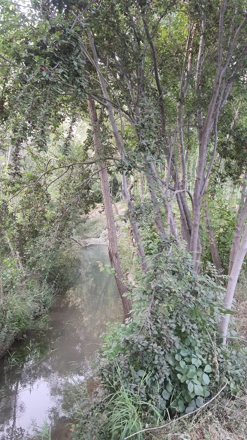 باغ جنگلی