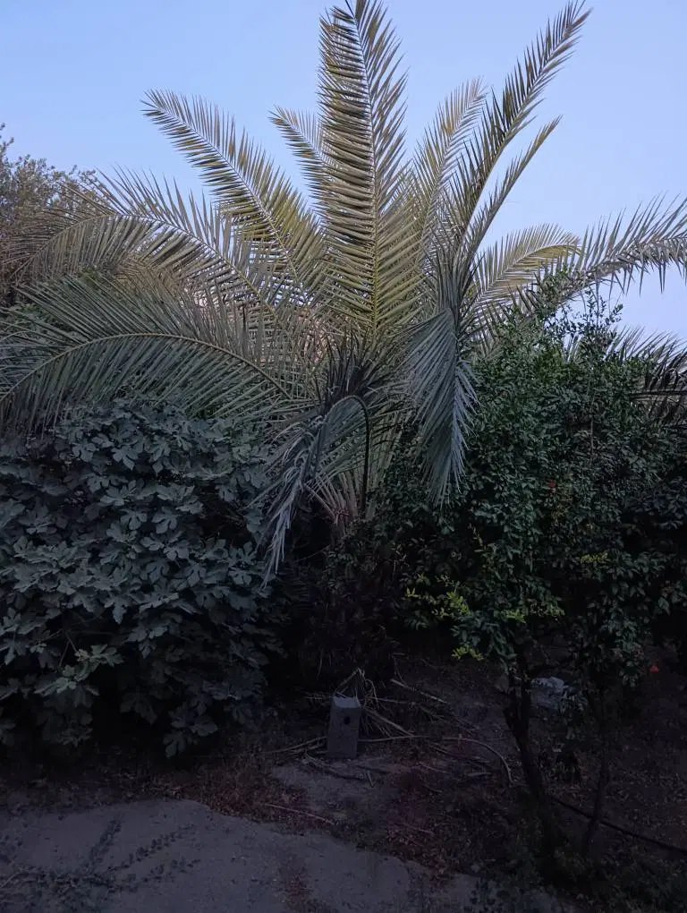 ملک