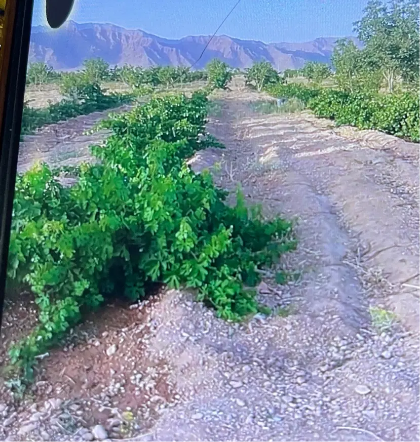 باغ جاده سورمق با سند تک برگ