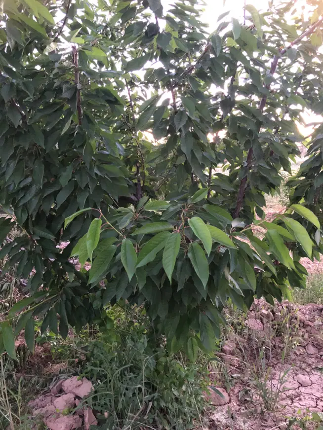 باغ ۱۶۰۰ متری کنار اتوبان