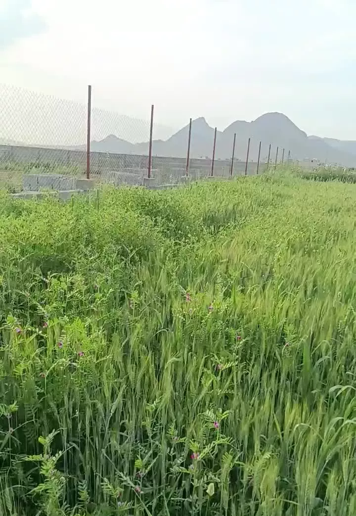 با سلام .یک قطعه زمین بفروش میرسد