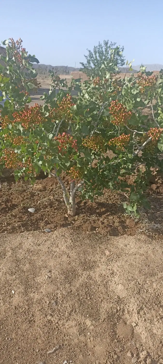 فروش باغ پسته ثمری