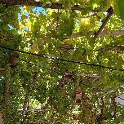 باغ درمحدوده صدا سیما
