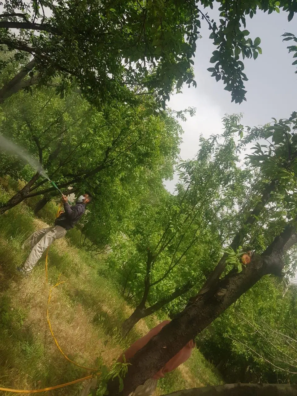 ۴۰۰ متر _ درختان چندین ساله _ دیوار کشی شده
