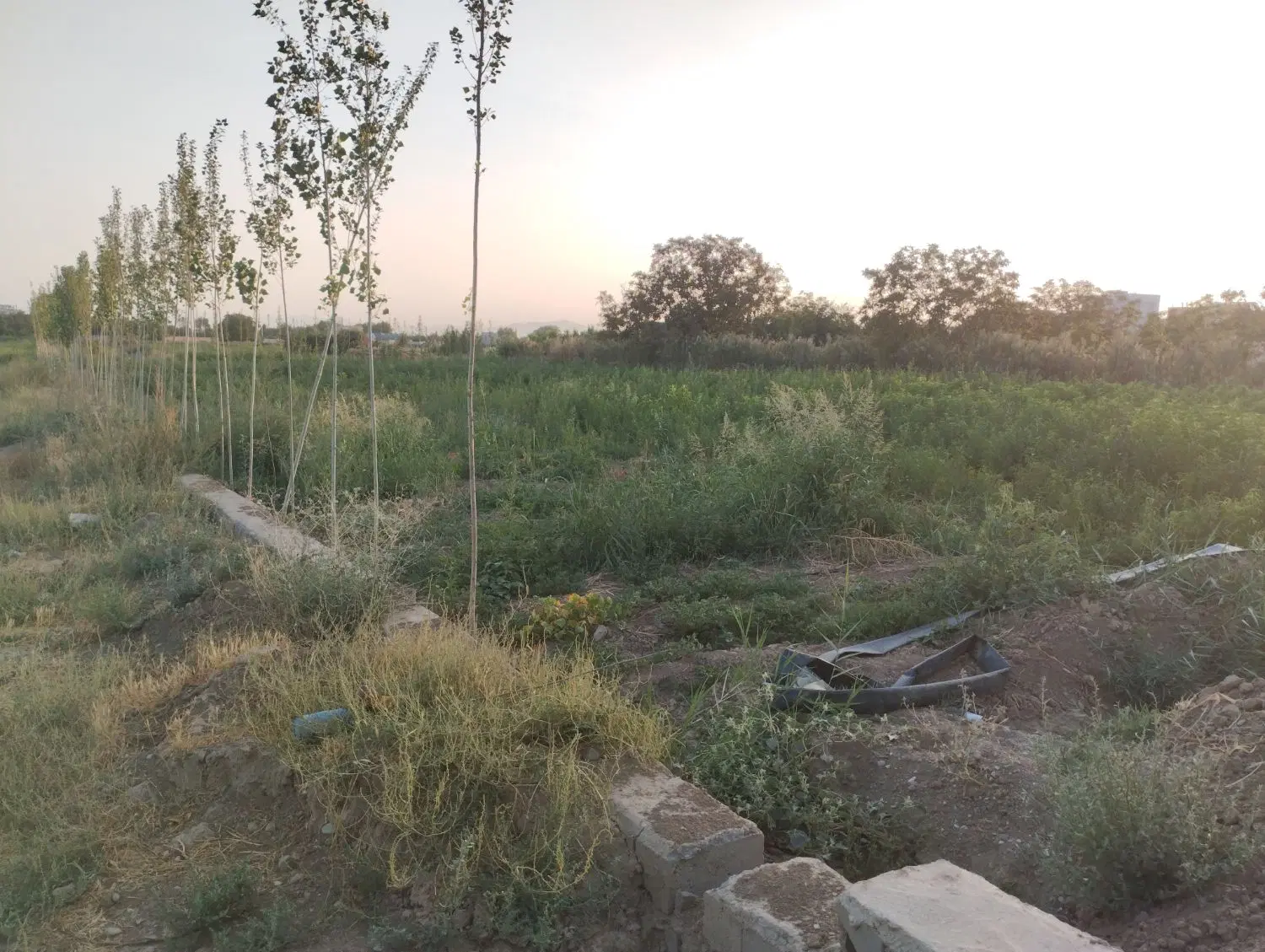زمین کشاورزی دارای سند تک برگ