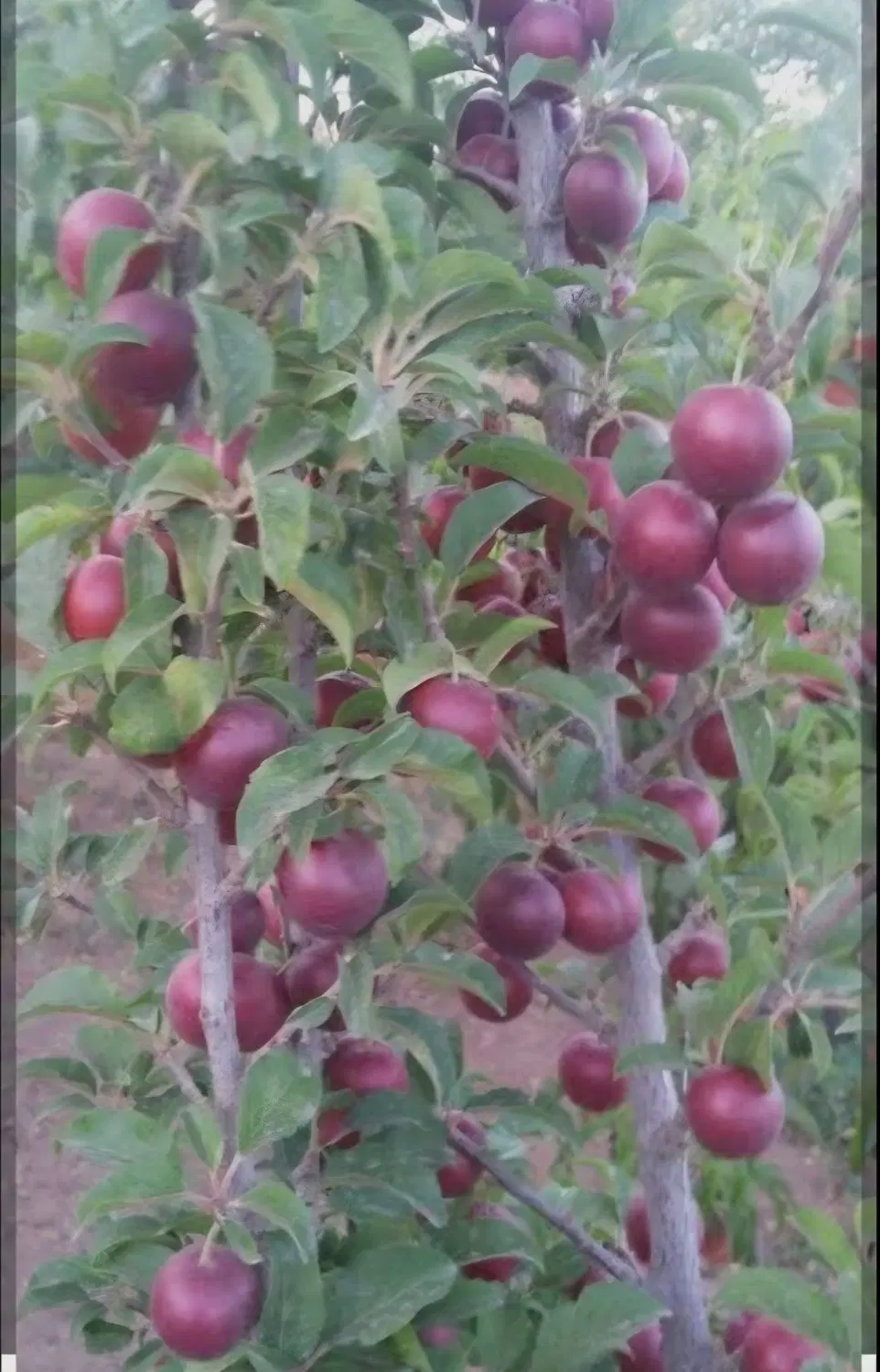 فروش باغ میوه در روستای ماریان