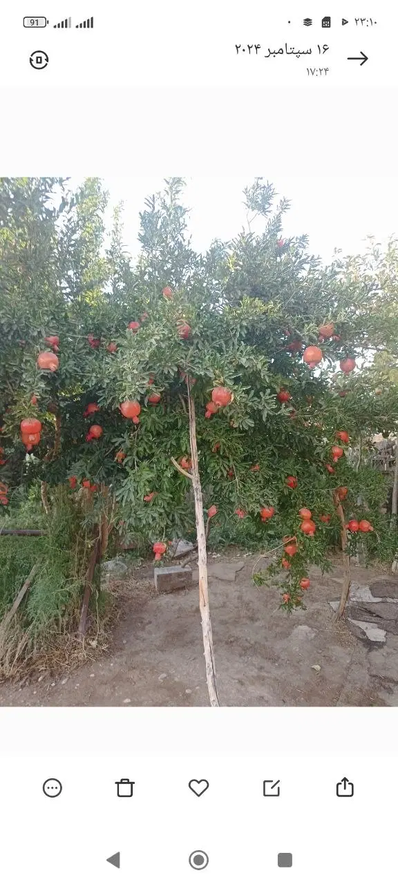 فروش منزل مسکونی ،باغ وباغچه فوری