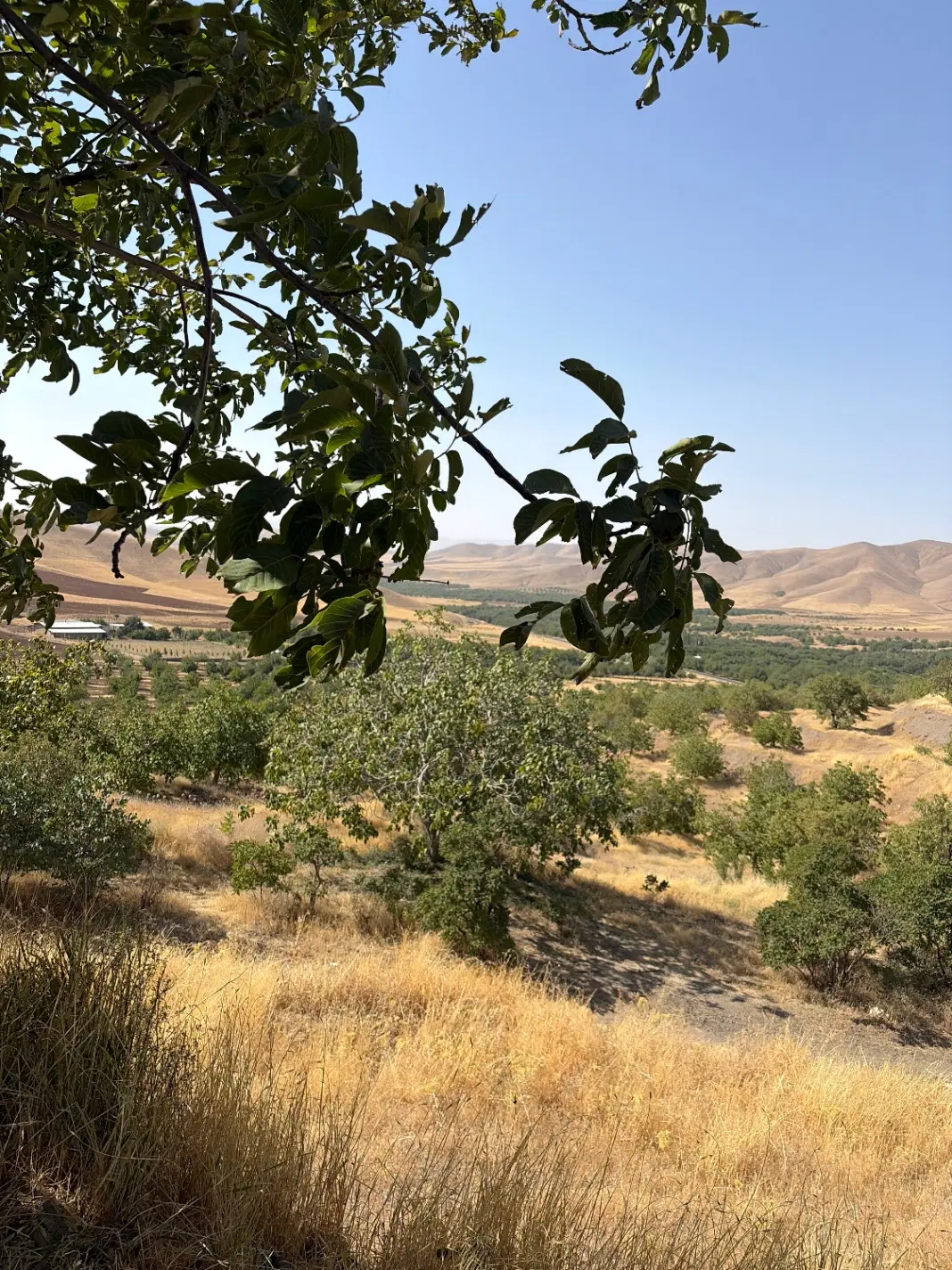 اجاره باغ گردو