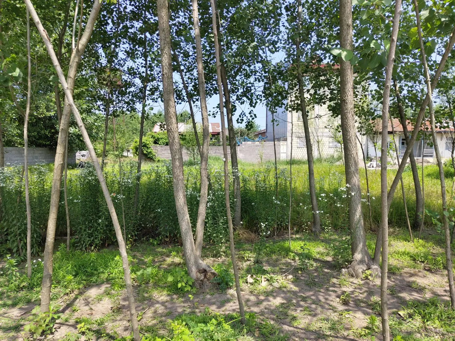 فروش یک قطعه زمین در خمام روستای شیجان ۴۸۰ متر