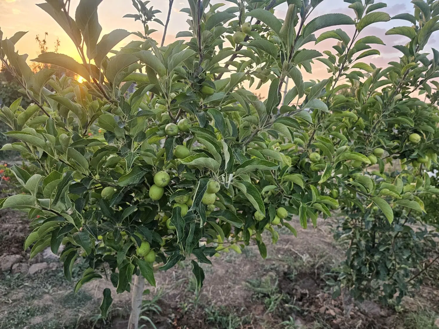باغچه