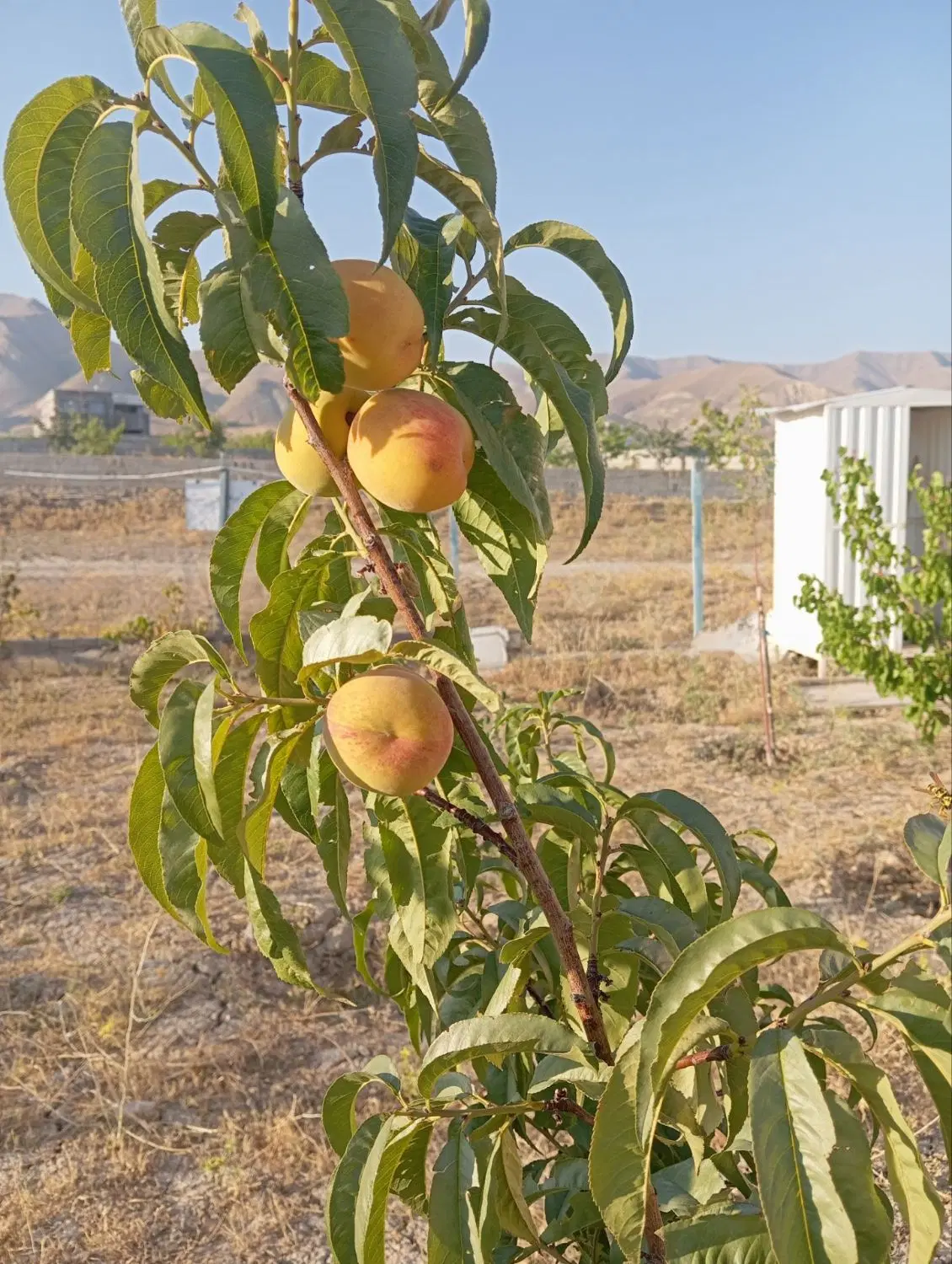 باغ در اسپران نهند