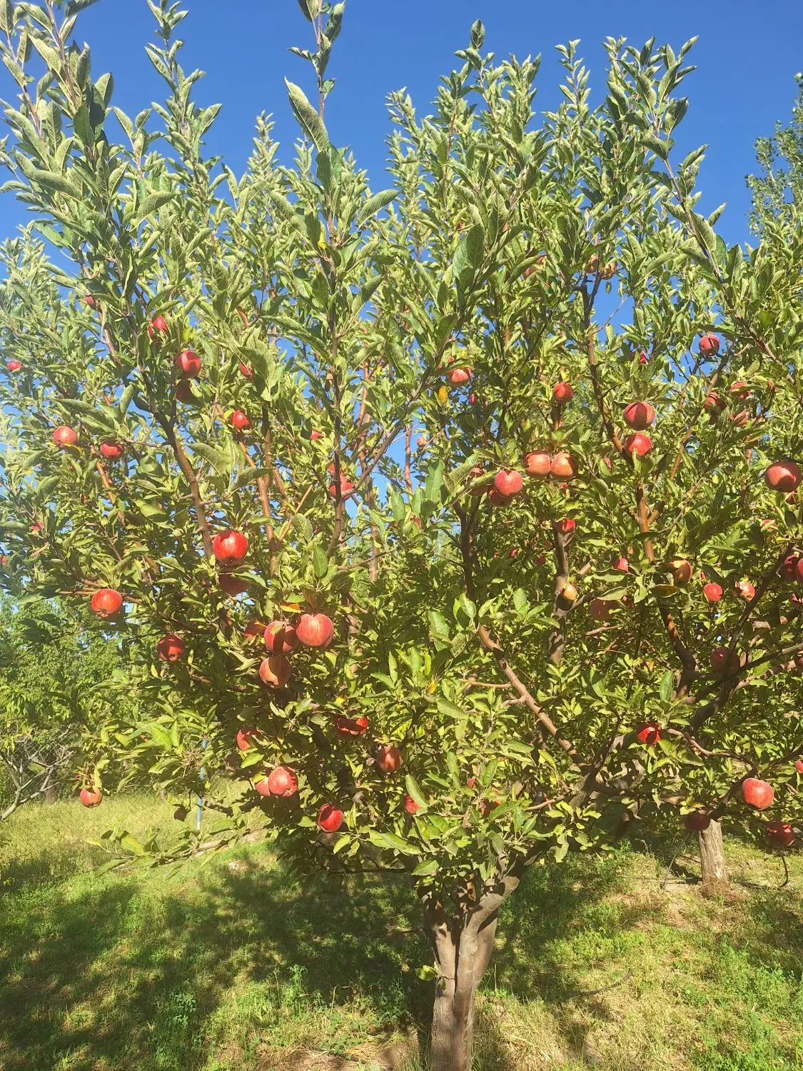 باغ در روستای وردین ۵ کیلومتر مانده به پلیس راه
